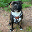 Staffordshire Bull Terrier 1935® Harness & Leash Set - Night Camo
