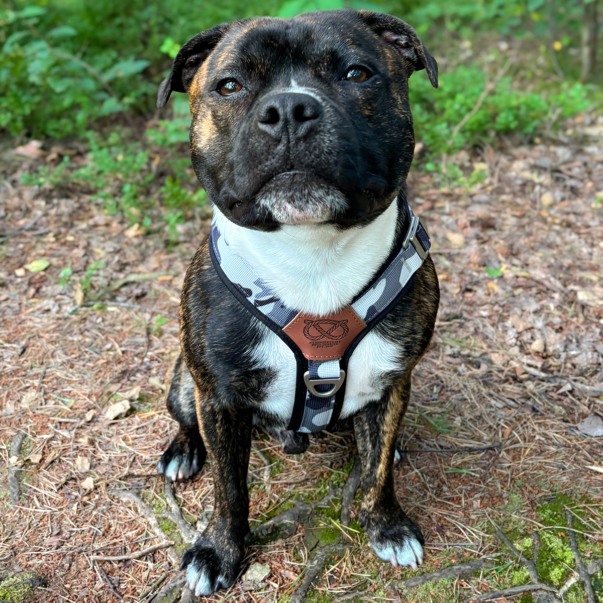 Staffordshire Bull Terrier 1935® Harness & Leash Set - Night Camo
