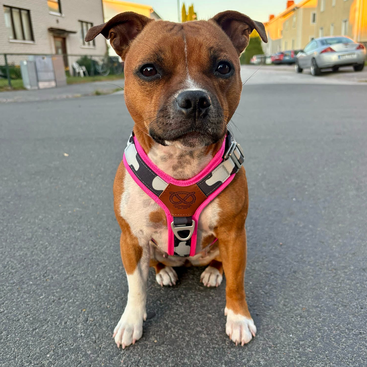 Staffordshire Bull Terrier 1935® Harness & Leash Set - Night Camo & Neon Pink