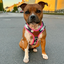 Staffordshire Bull Terrier 1935® Harness & Leash Set - Night Camo & Neon Pink