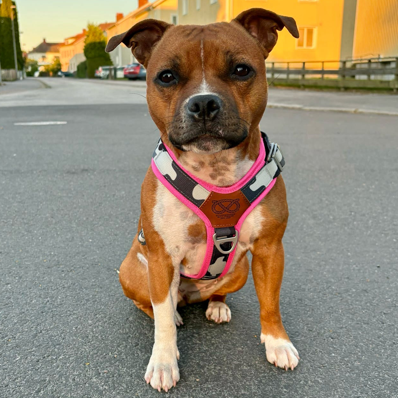 Staffordshire Bull Terrier 1935® Harness & Leash Set - Night Camo & Neon Pink