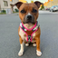 Staffordshire Bull Terrier 1935® Harness & Leash Set - Night Camo & Neon Pink