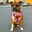 Staffordshire Bull Terrier 1935® Harness & Leash Set - Night Camo & Neon Pink