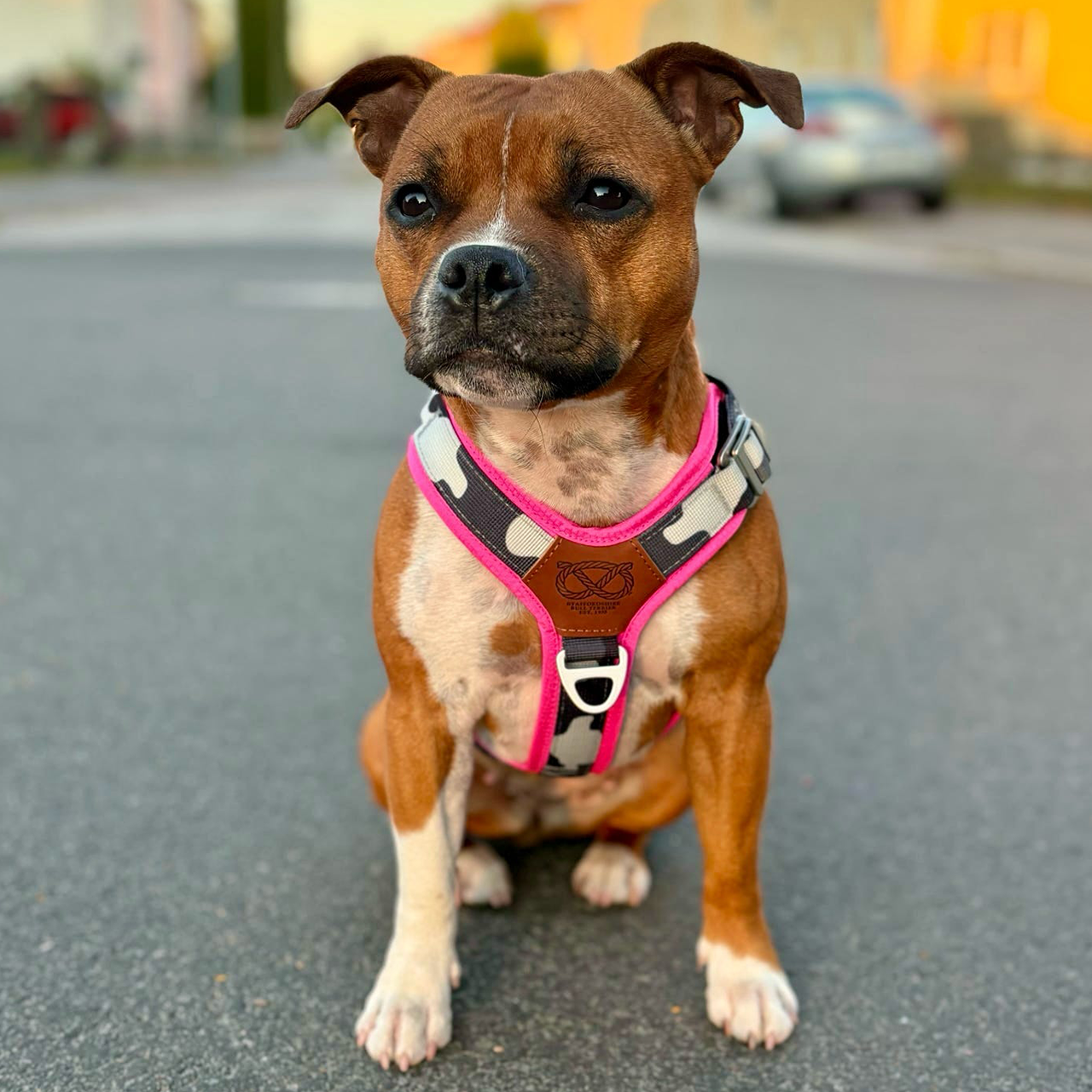 Staffordshire Bull Terrier 1935® Harness & Leash Set - Night Camo & Neon Pink