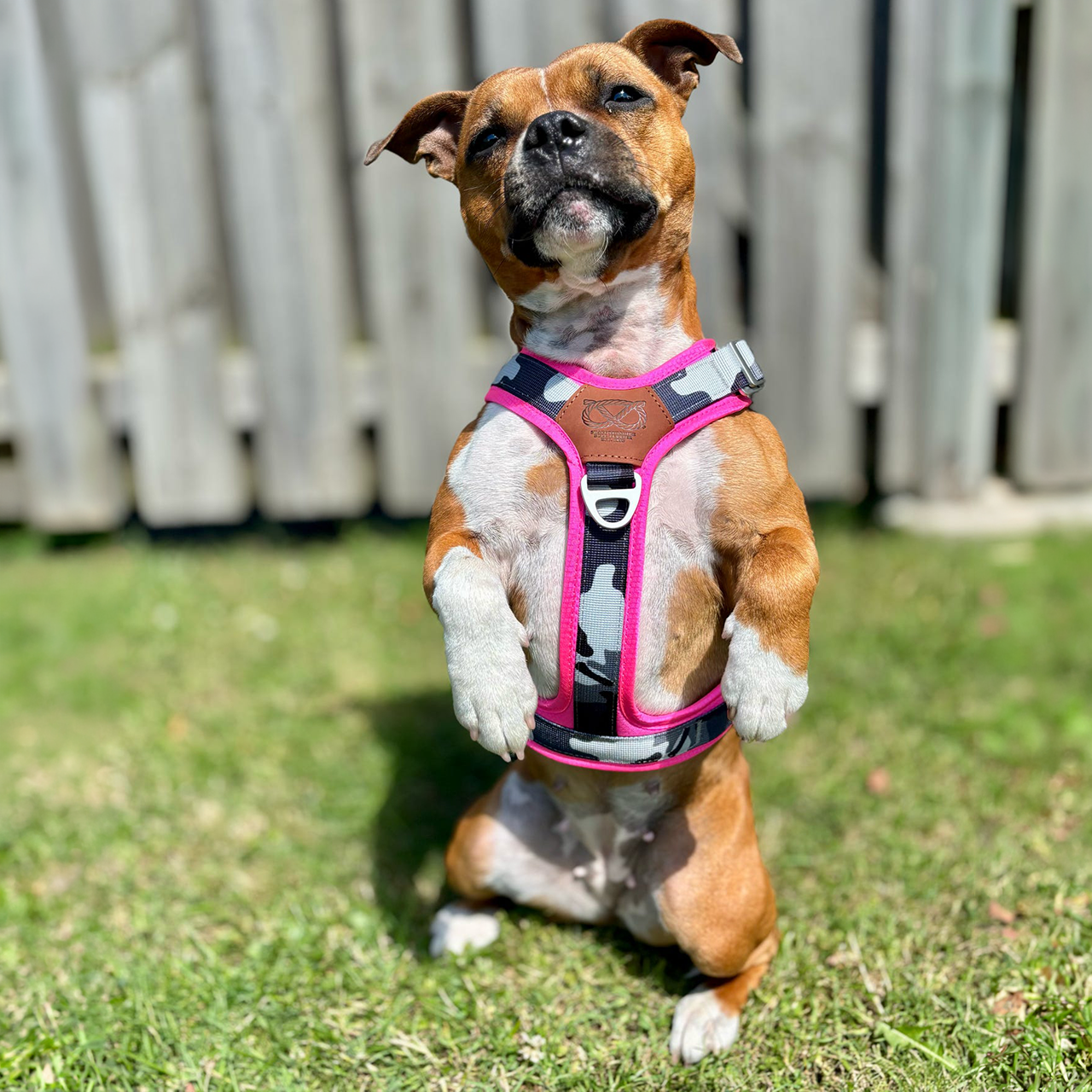 Staffordshire Bull Terrier 1935® Harness & Leash Set - Night Camo & Neon Pink