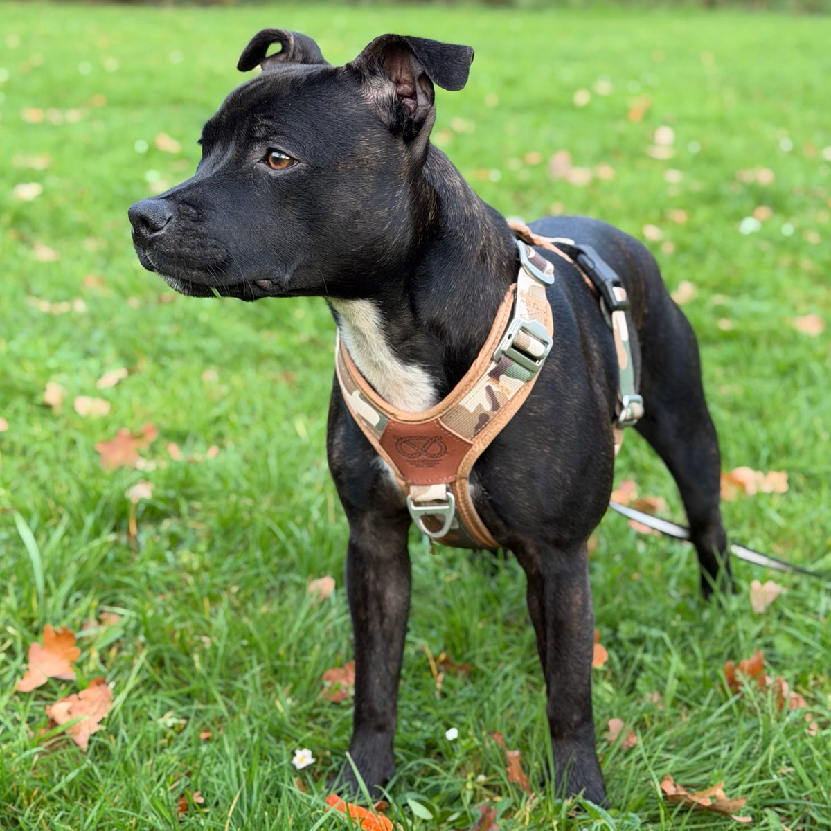 Staffordshire Bull Terrier 1935® Sele & Koppel Set - Sand Camo