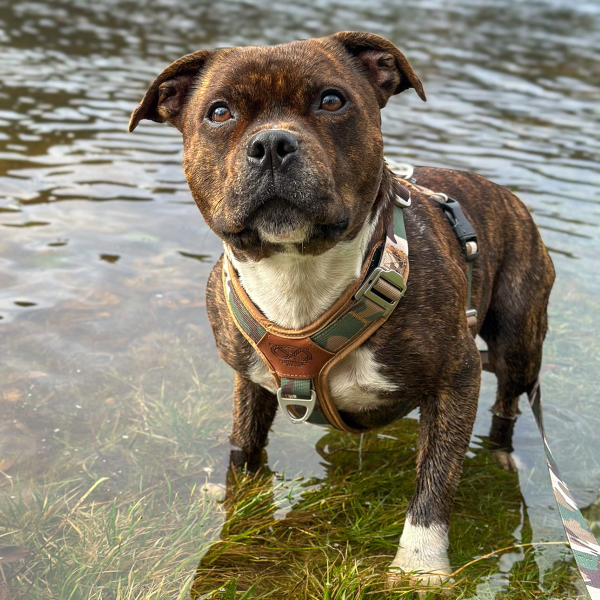 Staffordshire Bull Terrier 1935® Sele & Koppel Set - Sand Camo