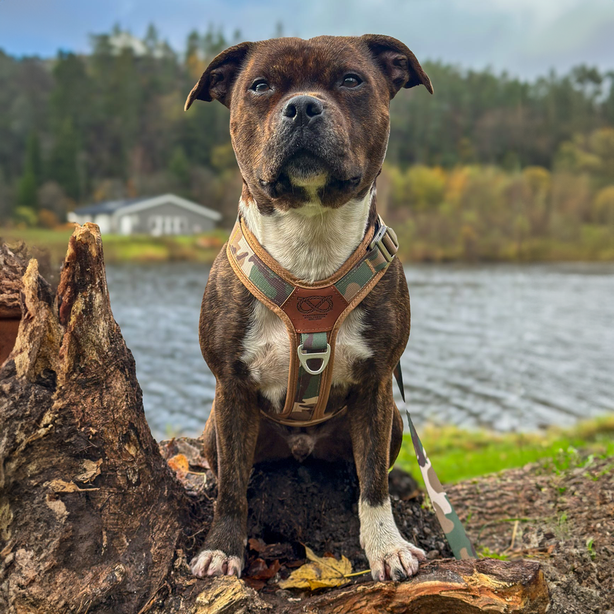 Staffordshire Bull Terrier 1935® Sele & Koppel Set - Sand Camo