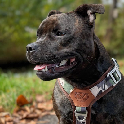 Staffordshire Bull Terrier 1935® Harness & Leash Set - Classic Camo & Choco