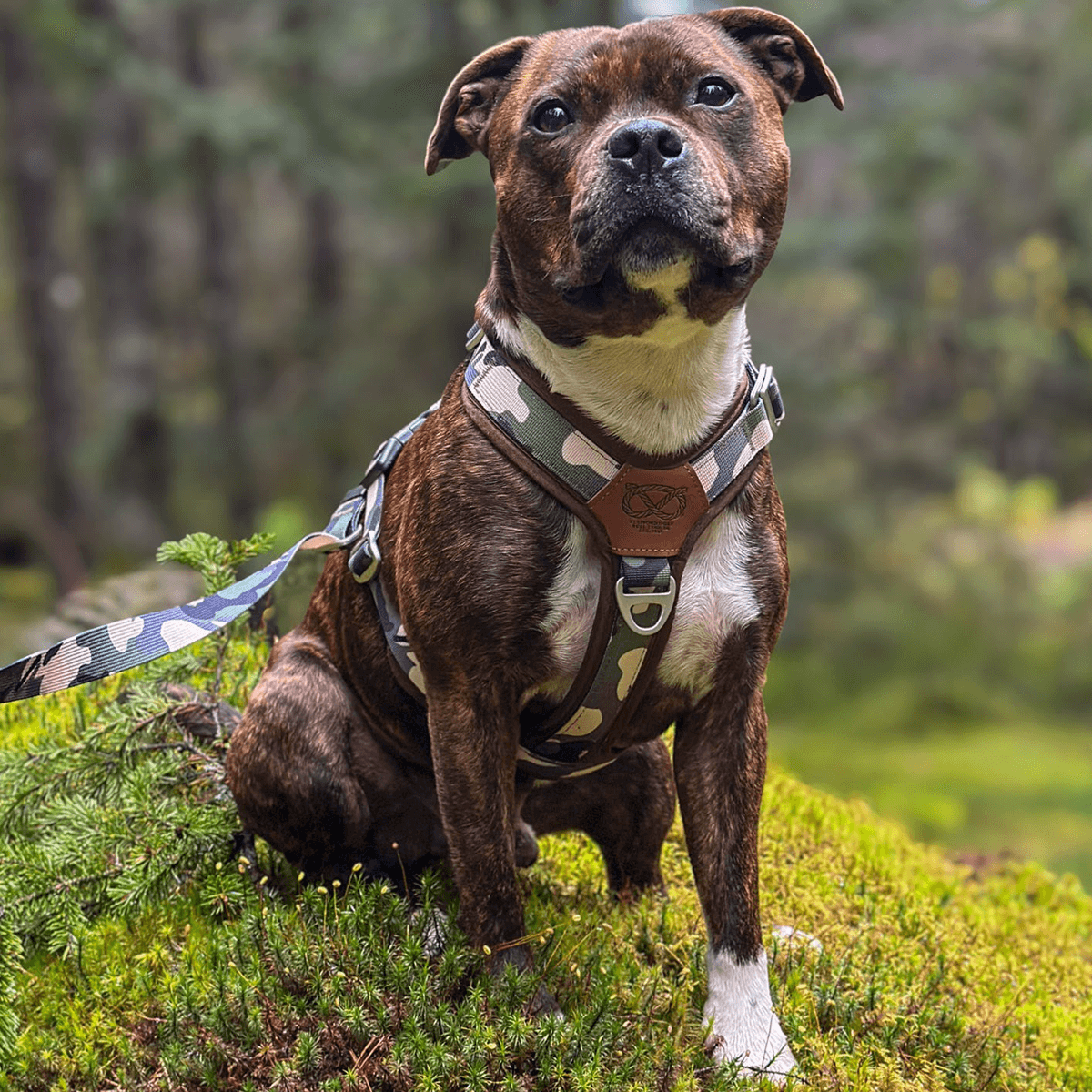 Staffordshire Bull Terrier 1935® Harness & Leash Set - Classic Camo & Choco