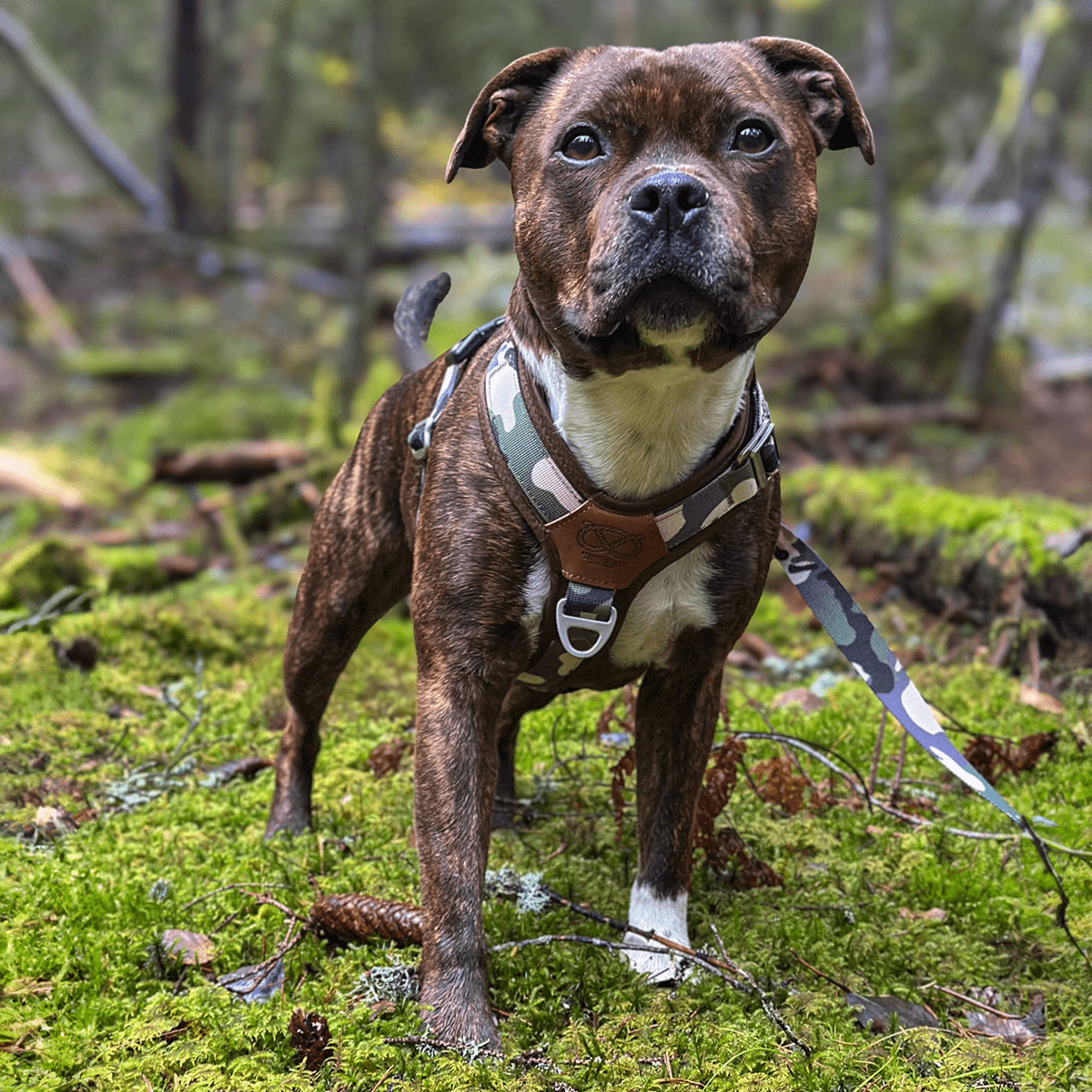 Staffordshire Bull Terrier 1935® Harness & Leash Set - Classic Camo & Choco