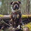 Staffordshire Bull Terrier 1935® Harness & Leash Set - Classic Camo & Choco