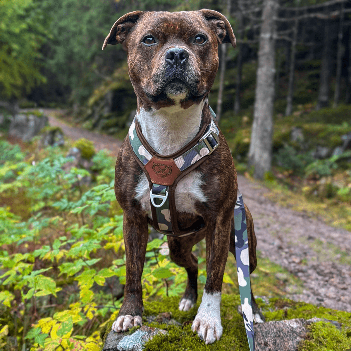 Staffordshire Bull Terrier 1935® Harness & Leash Set - Classic Camo & Choco