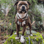 Staffordshire Bull Terrier 1935® Harness & Leash Set - Classic Camo & Choco
