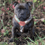 Staffordshire Bull Terrier 1935® Harness & Leash Set - Classic Camo & Choco