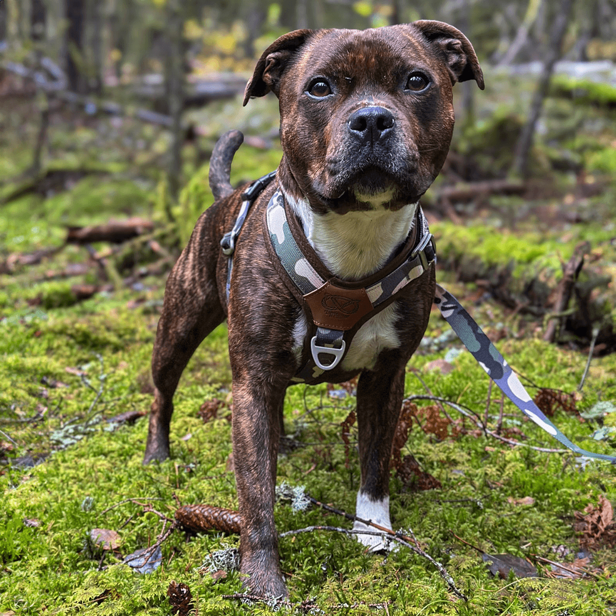 Staffordshire Bull Terrier 1935® Harness & Leash Set - Classic Camo & Choco