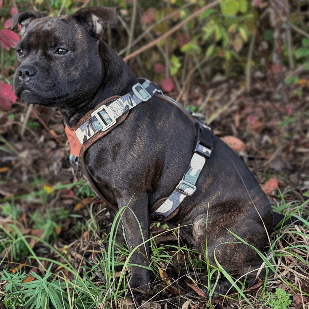 Staffordshire Bull Terrier 1935® Harness & Leash Set - Classic Camo & Choco