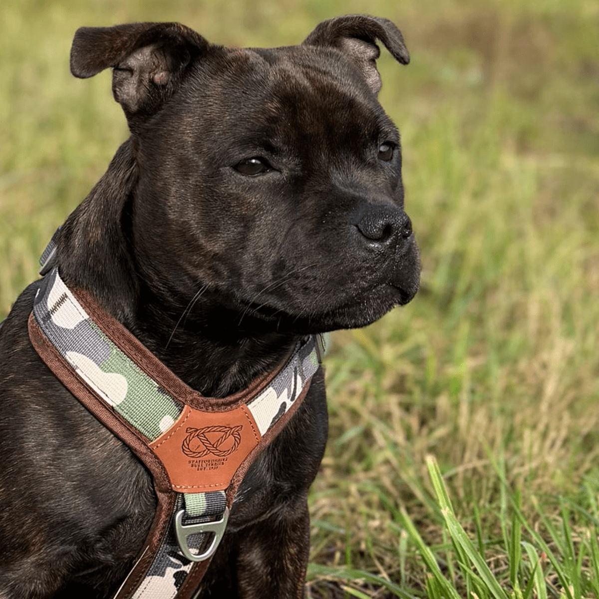 Staffordshire Bull Terrier 1935® Harness & Leash Set - Classic Camo & Choco