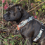 Staffordshire Bull Terrier 1935® Harness & Leash Set - Classic Camo & Choco