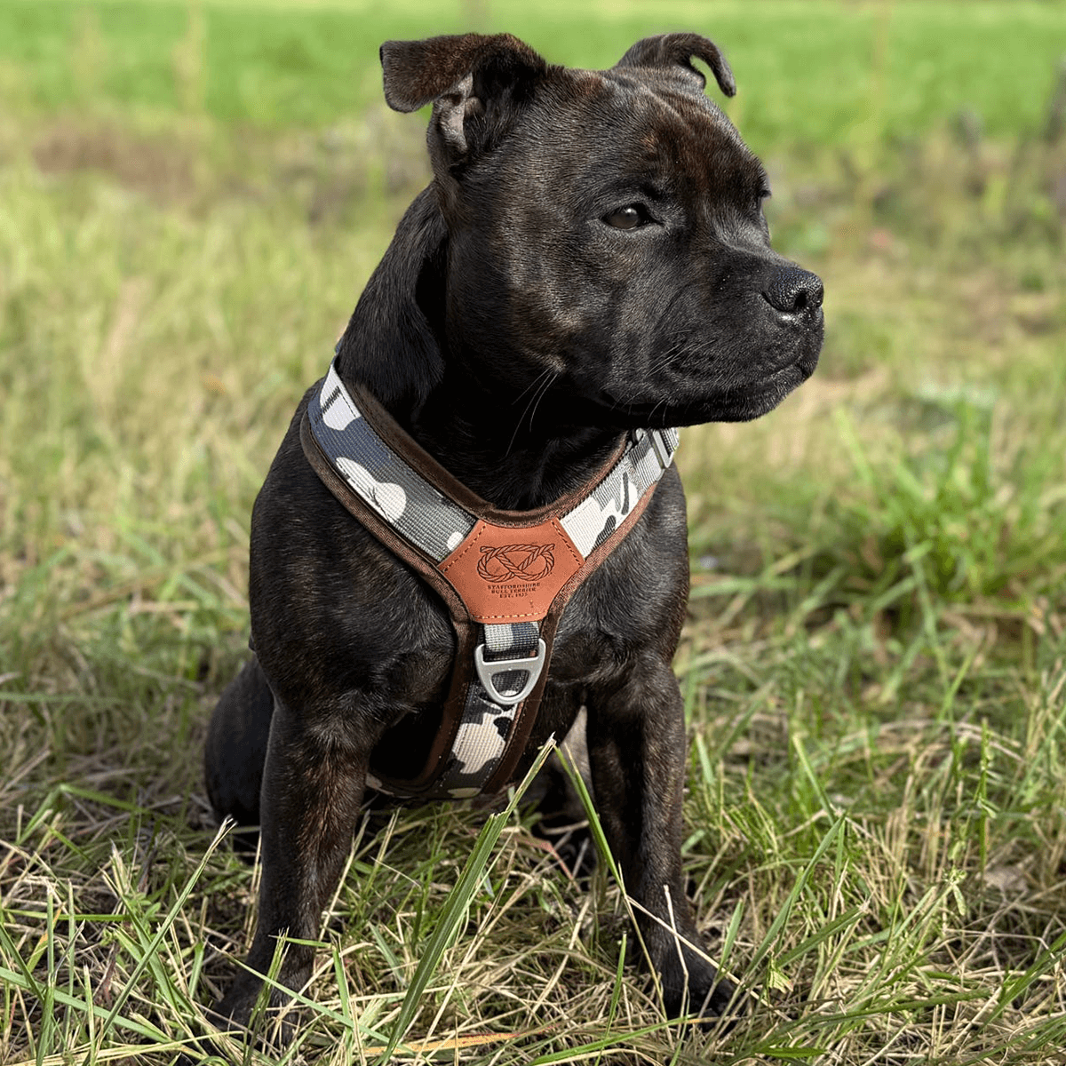 Staffordshire Bull Terrier 1935® Harness & Leash Set - Classic Camo & Choco