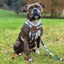 Staffordshire Bull Terrier 1935® Harness & Leash Set - Classic Camo & Choco