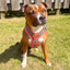 Staffordshire Bull Terrier 1935® Harness & Leash Set - Army Pink - Green & Neon Pink