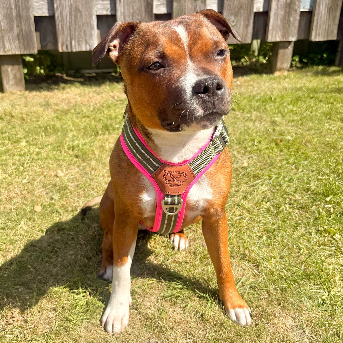 Staffordshire Bull Terrier 1935® Harness & Leash Set - Army Pink - Green & Neon Pink