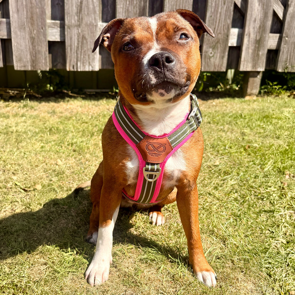 Staffordshire Bull Terrier 1935® Harness & Leash Set - Army Pink - Green & Neon Pink