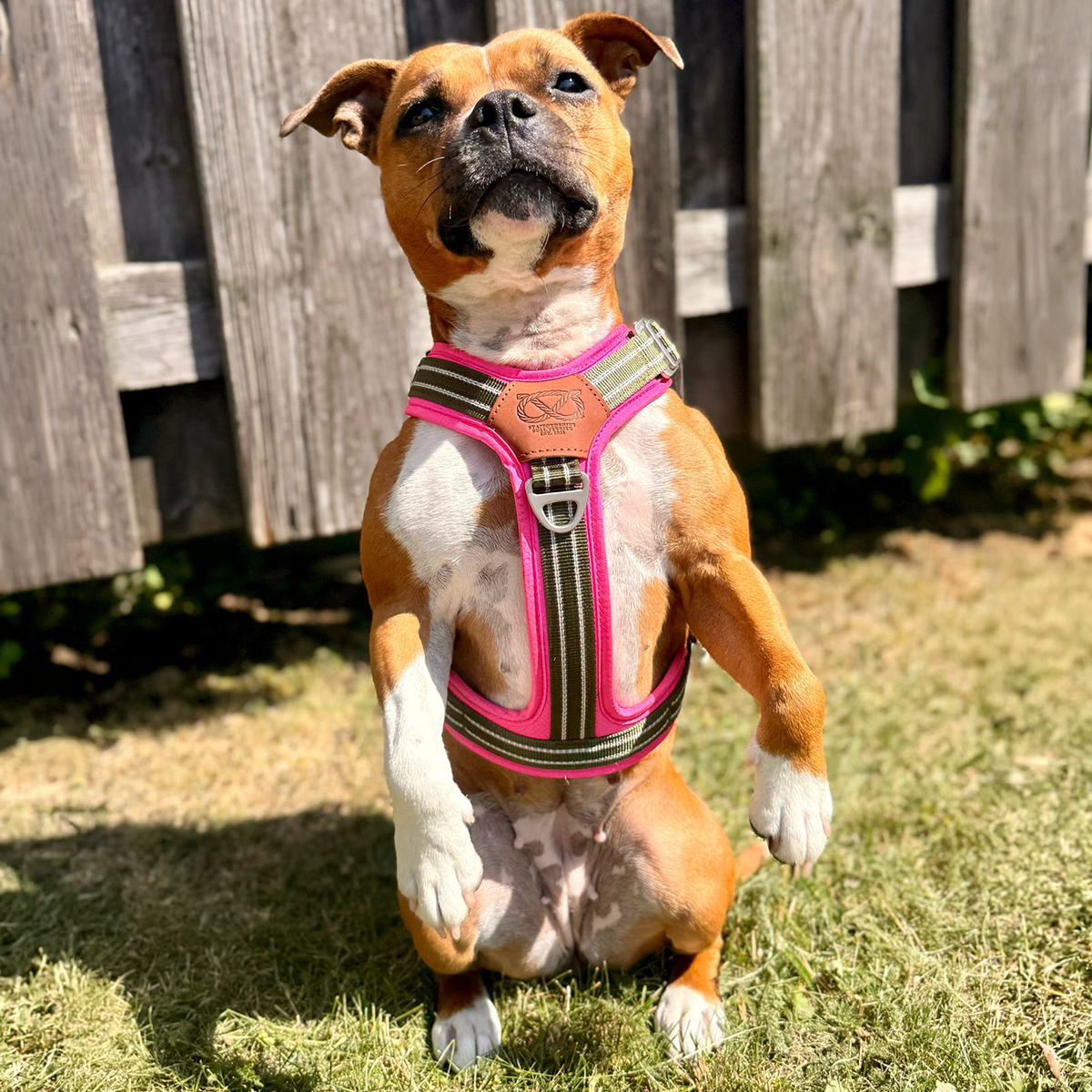 Staffordshire Bull Terrier 1935® Harness & Leash Set - Army Pink - Green & Neon Pink
