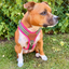 Staffordshire Bull Terrier 1935® Harness & Leash Set - Army Pink - Green & Neon Pink