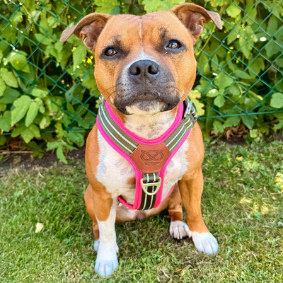 Staffordshire Bull Terrier 1935® Harness & Leash Set - Army Pink - Green & Neon Pink