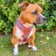 Staffordshire Bull Terrier 1935® Harness & Leash Set - Army Pink - Green & Neon Pink
