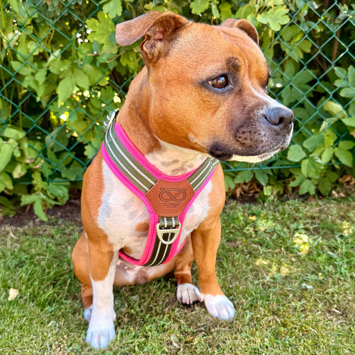 Staffordshire Bull Terrier 1935® Harness & Leash Set - Army Pink - Green & Neon Pink