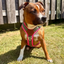 Staffordshire Bull Terrier 1935® Harness & Leash Set - Army Pink - Green & Neon Pink