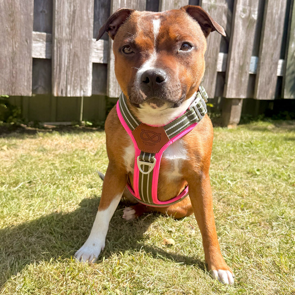 Staffordshire Bull Terrier 1935® Harness & Leash Set - Army Pink - Green & Neon Pink