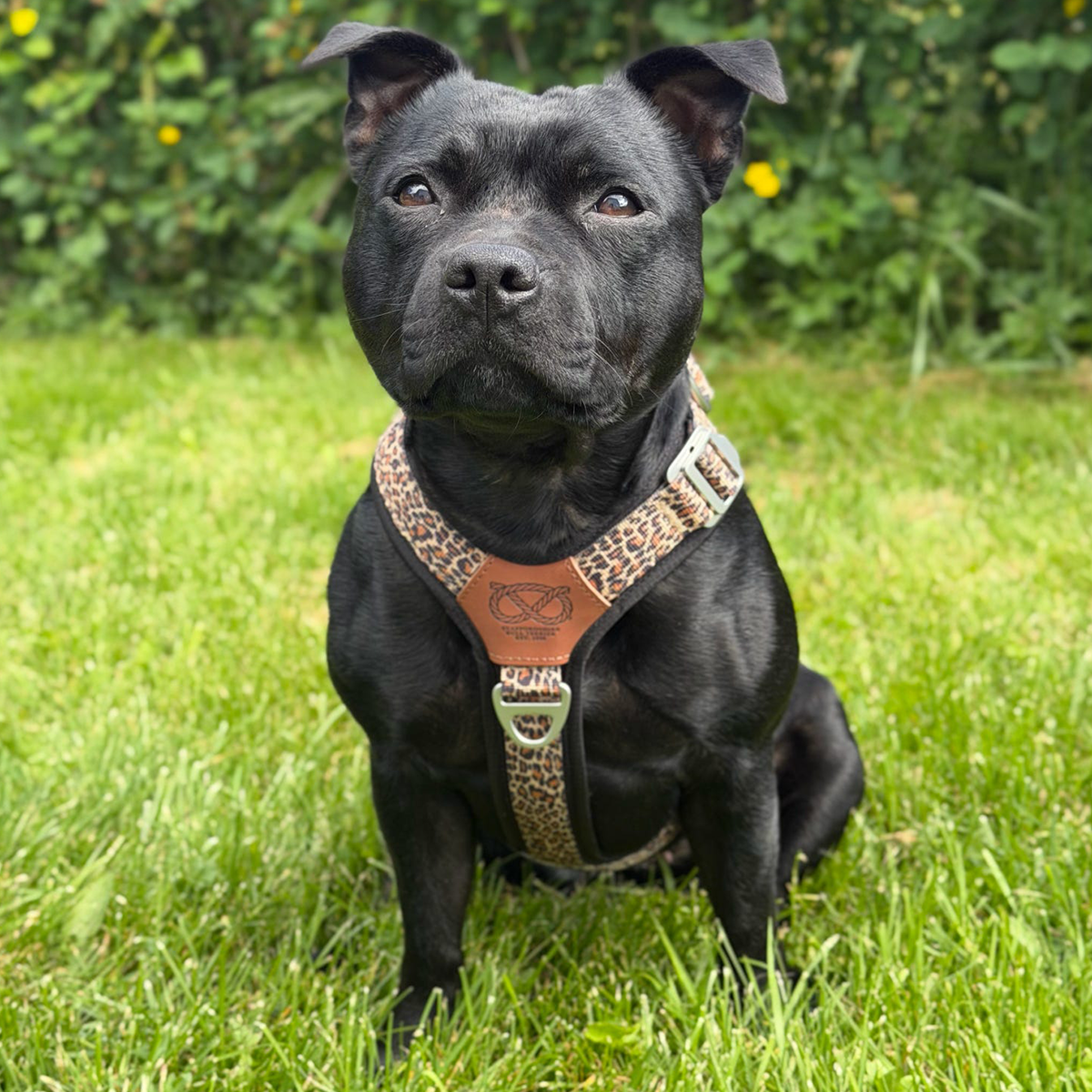 Staffordshire Bull Terrier 1935® Harness & Leash Set - Leopard