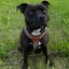 Staffordshire Bull Terrier 1935® Harness & Leash Set - Leopard