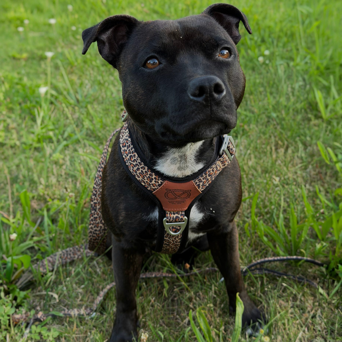 Staffordshire Bull Terrier 1935® Harness & Leash Set - Leopard