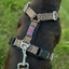 Staffordshire Bull Terrier 1935® Harness & Leash Set - Leopard