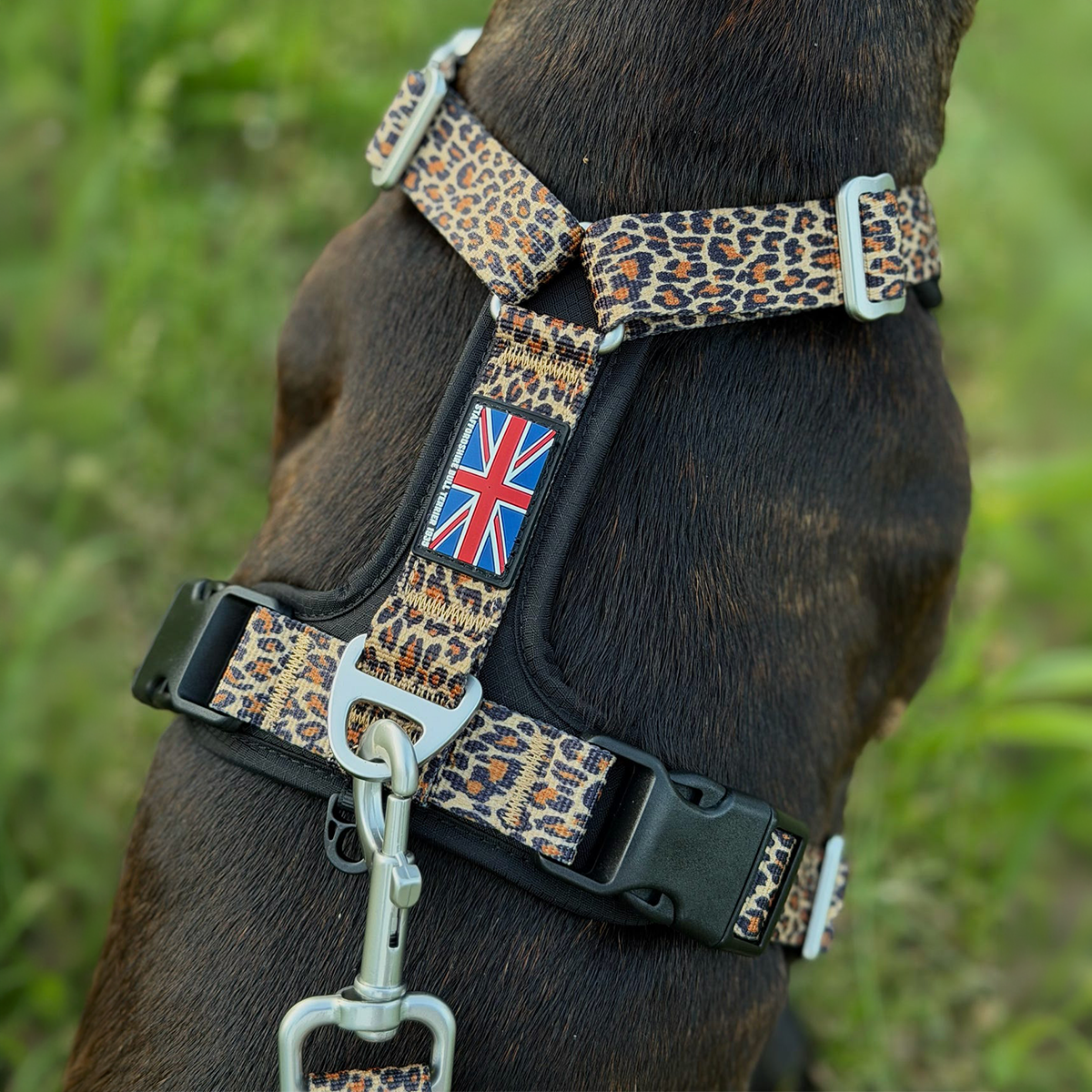 Staffordshire Bull Terrier 1935® Harness & Leash Set - Leopard