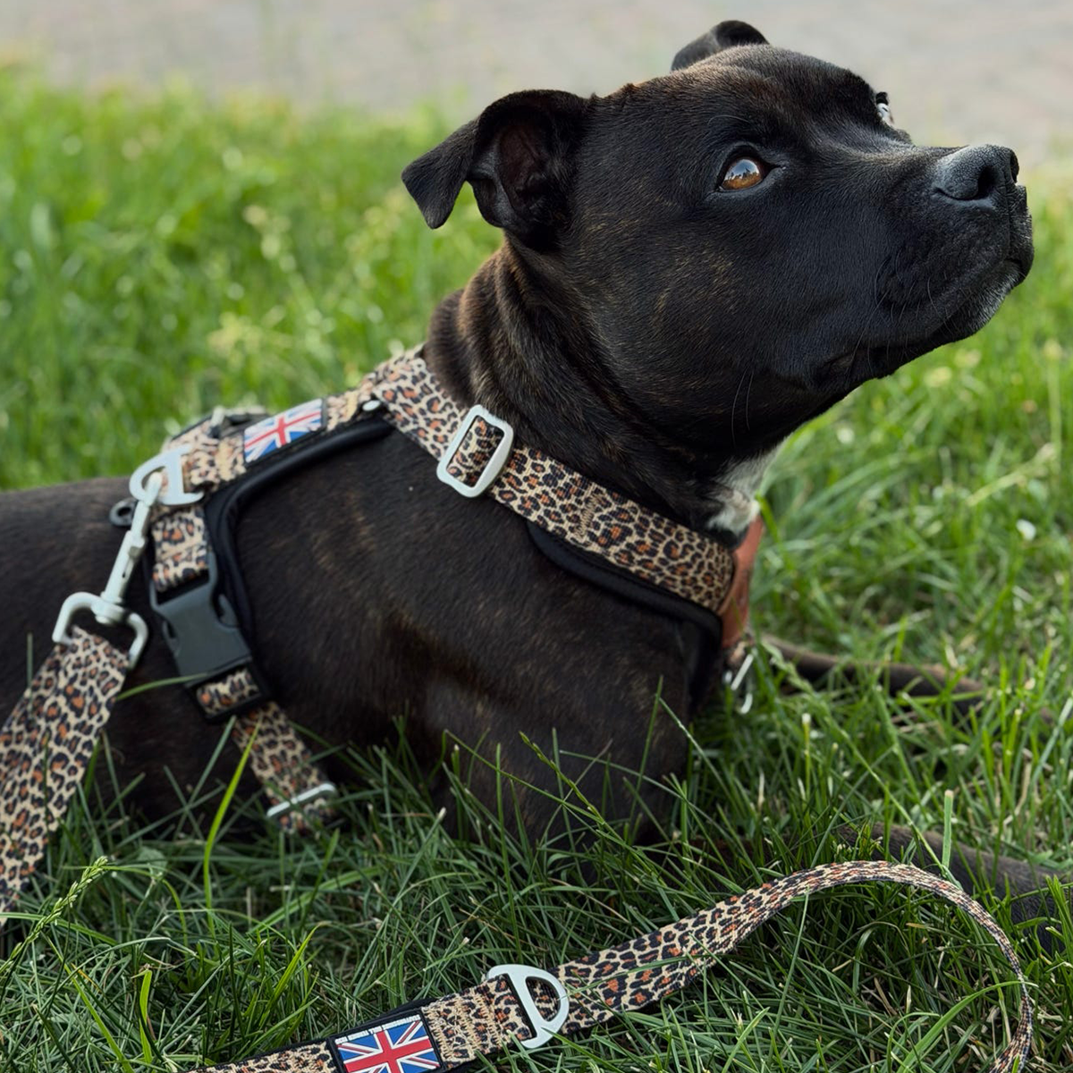 Staffordshire Bull Terrier 1935® Harness & Leash Set - Leopard