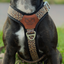 Staffordshire Bull Terrier 1935® Harness & Leash Set - Leopard