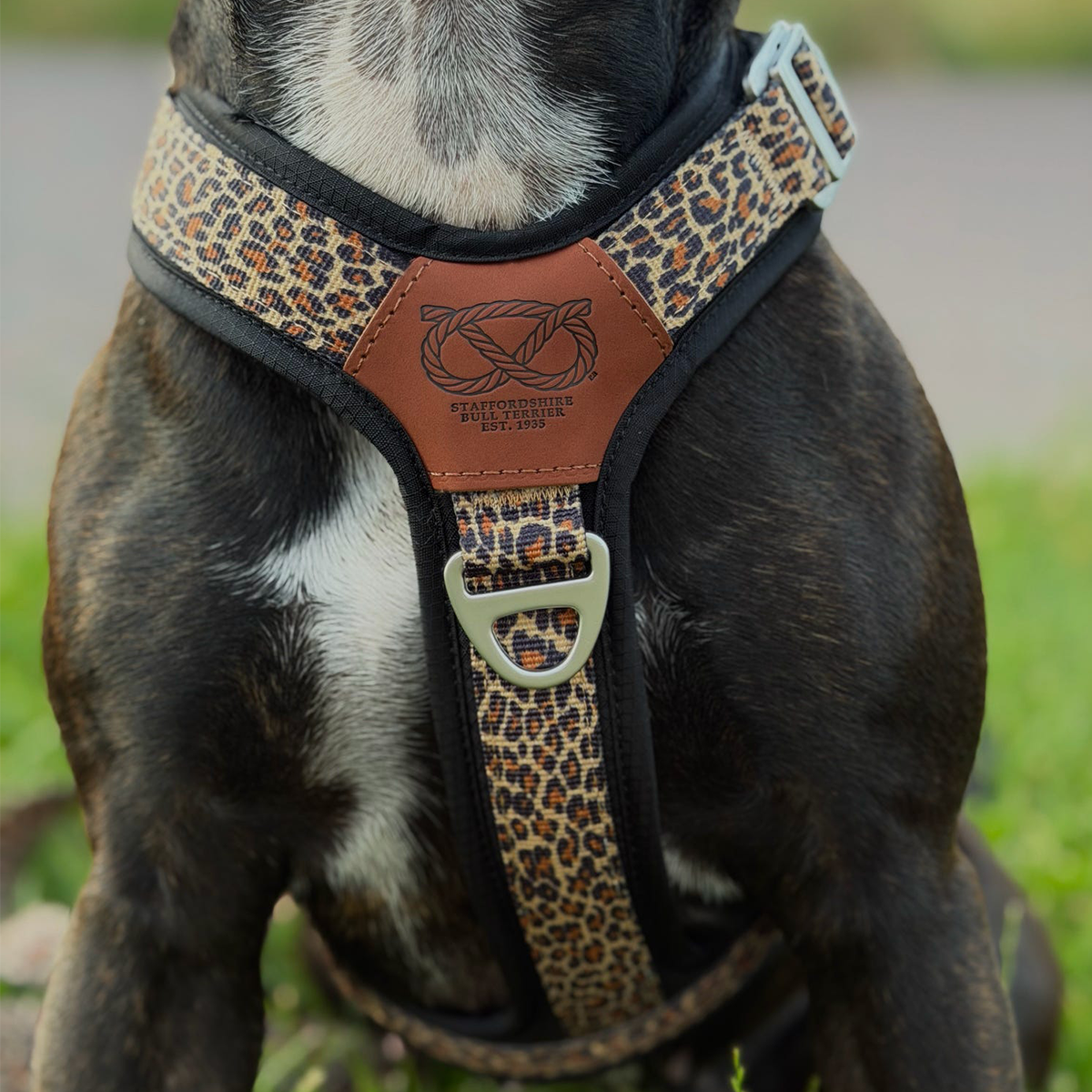 Staffordshire Bull Terrier 1935® Harness & Leash Set - Leopard