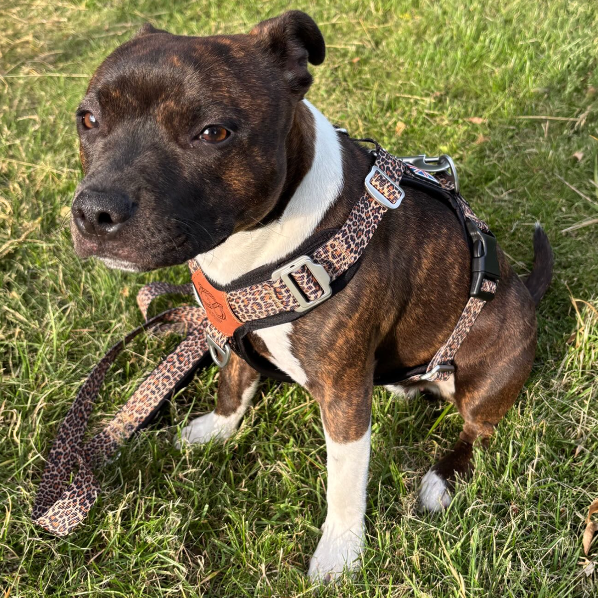 Staffordshire Bull Terrier 1935® Harness & Leash Set - Leopard
