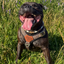 Staffordshire Bull Terrier 1935® Harness & Leash Set - Leopard