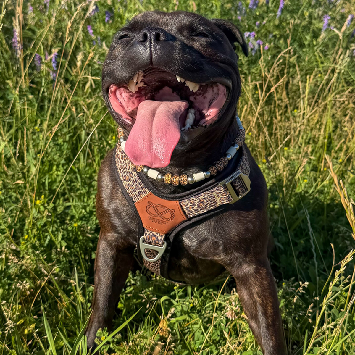 Staffordshire Bull Terrier 1935® Harness & Leash Set - Leopard