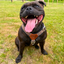 Staffordshire Bull Terrier 1935® Harness & Leash Set - Leopard