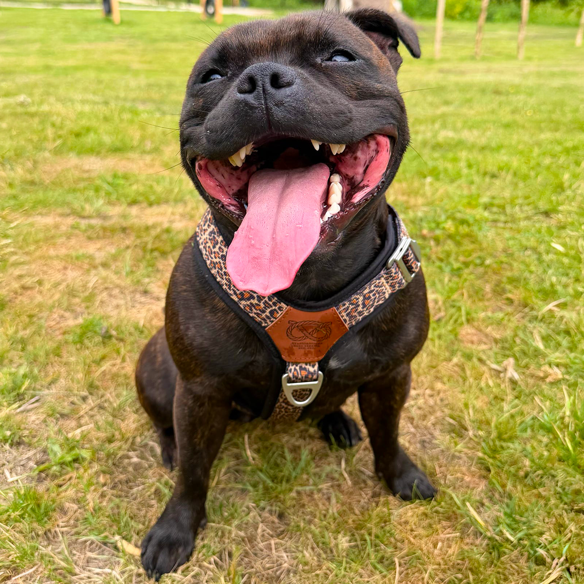 Staffordshire Bull Terrier 1935® Harness & Leash Set - Leopard