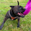 Staffordshire Bull Terrier 1935® Harness & Leash Set - Leopard