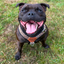 Staffordshire Bull Terrier 1935® Harness & Leash Set - Leopard